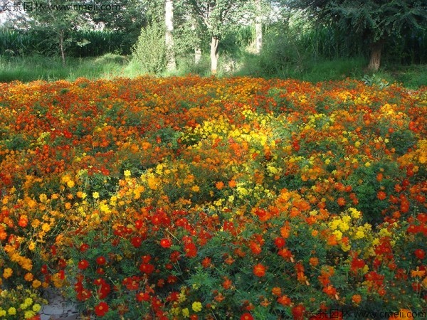 硫化菊種子發(fā)芽出苗開花圖片