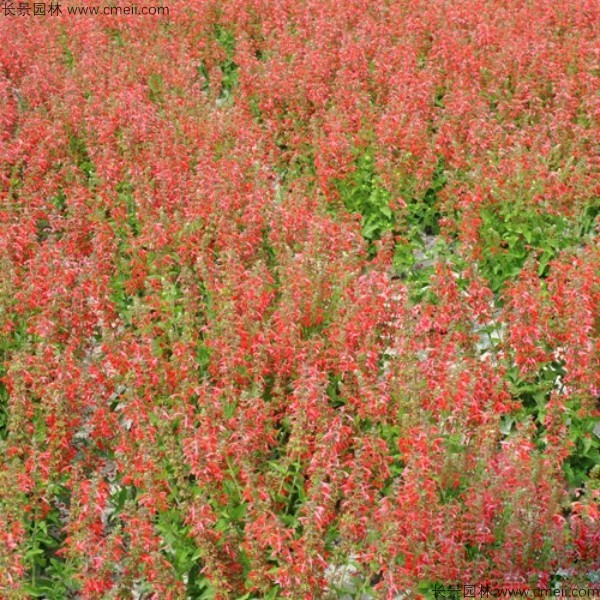 一串紅種子發(fā)芽出苗開(kāi)花圖片