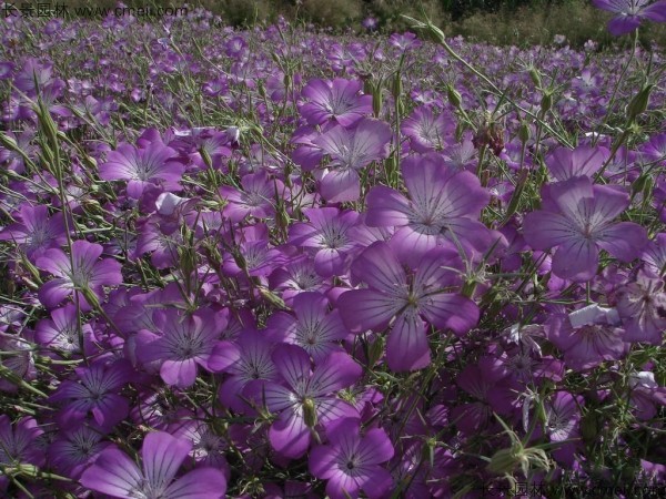 麥仙翁種子發(fā)芽出苗開(kāi)花圖片