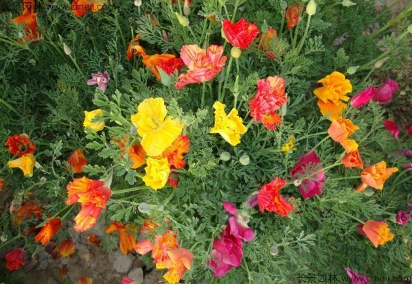 花菱草種子發(fā)芽出苗開花圖片