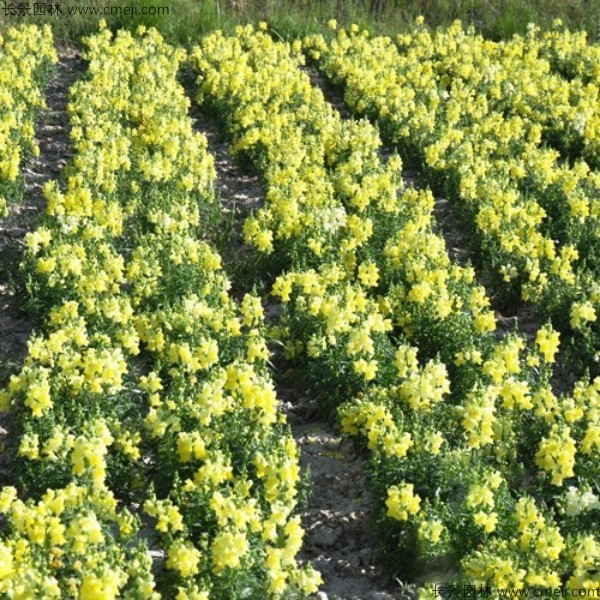 金魚(yú)草種子發(fā)芽出苗開(kāi)花圖片