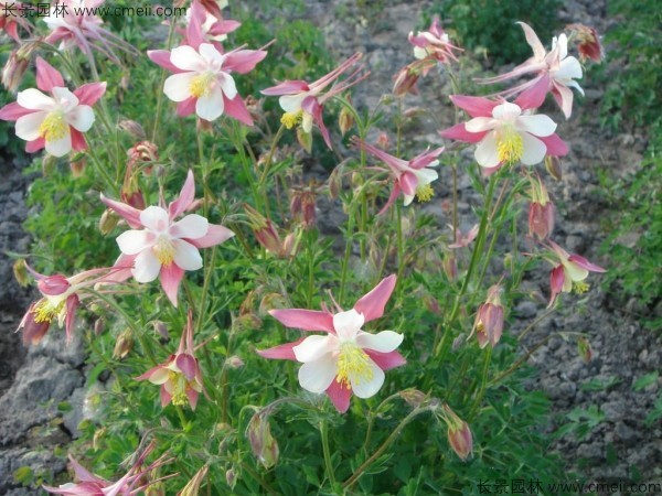 小花耬斗菜種子發(fā)芽出苗開花圖片