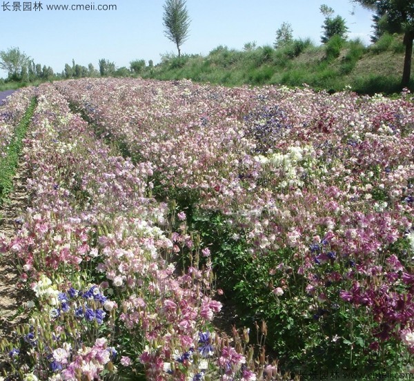 大花耬斗菜種子發(fā)芽出苗開花圖片