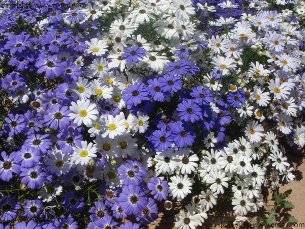 五色菊種子發(fā)芽出苗開(kāi)花圖片