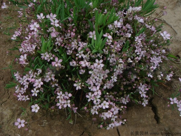 霞草種子發(fā)芽出苗開花圖片