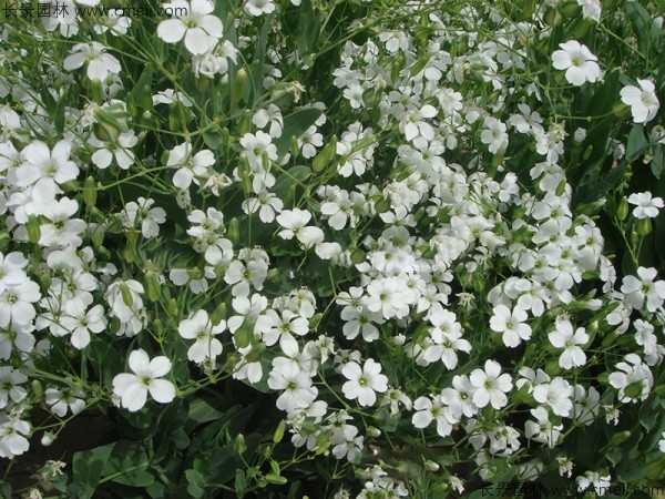 霞草種子發(fā)芽出苗開花圖片