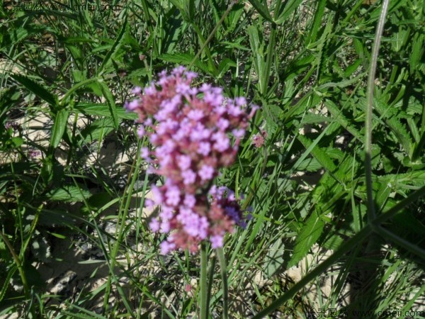 加拿大美女櫻種子發(fā)芽出苗開(kāi)花圖片