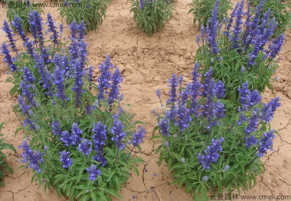 藍花鼠尾草種子發(fā)芽出苗開花圖片