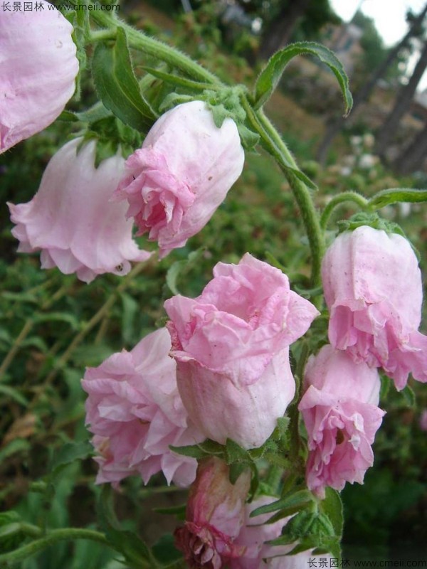 風(fēng)鈴花種子發(fā)芽出苗開(kāi)花圖片