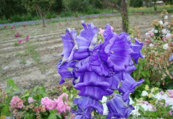 風(fēng)鈴花種子發(fā)芽出苗開花圖片