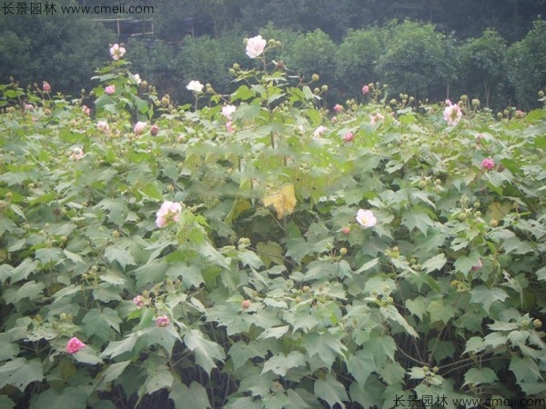 木芙蓉種子發(fā)芽出苗開花圖片