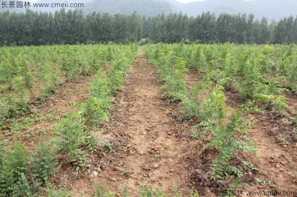 大葉樸樹(shù)種子發(fā)芽出苗圖片