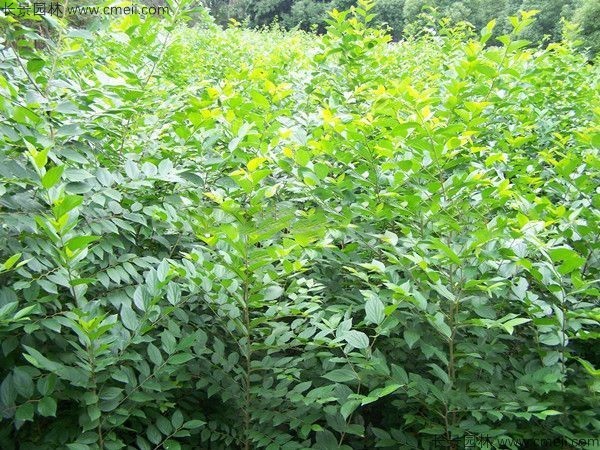 大葉樸樹(shù)種子發(fā)芽出苗圖片