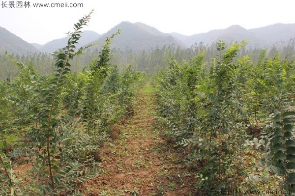 大葉樸樹(shù)種子發(fā)芽出苗圖片