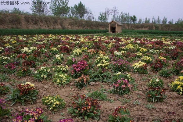 報(bào)春花種子發(fā)芽出苗開花圖片