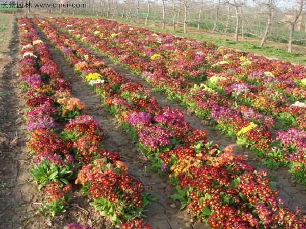 報(bào)春花種子發(fā)芽出苗開花圖片