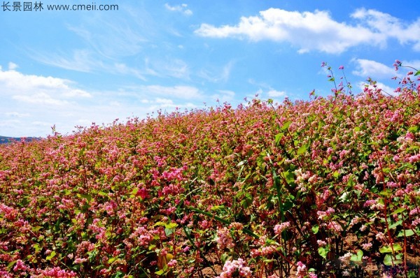 黑苦蕎種子發(fā)芽出苗開花圖片