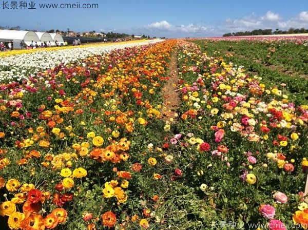 花毛莨開(kāi)花圖片