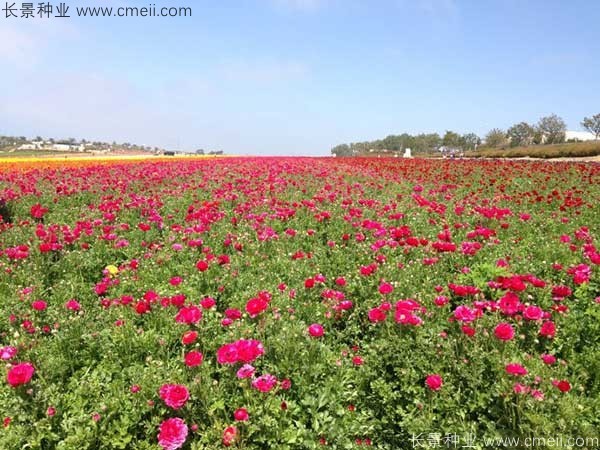 花毛莨開花圖片