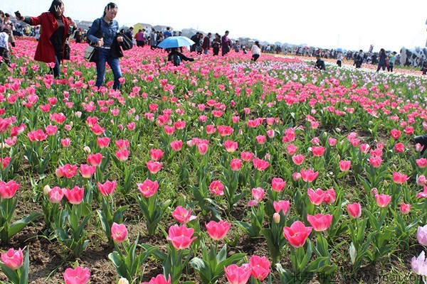 郁金香開花圖片