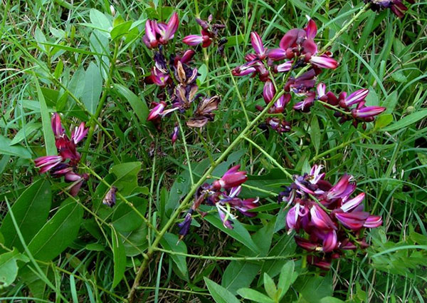 油麻藤樹苗開花圖片