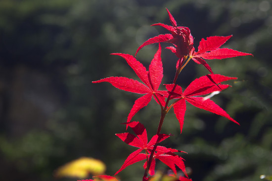 中國(guó)紅楓貴還是日本紅楓貴