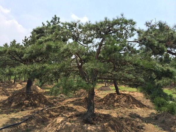 黑松基地實(shí)拍圖