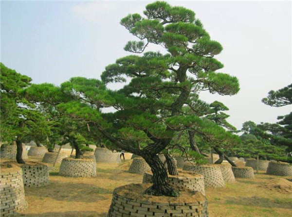 黑松基地實(shí)拍圖