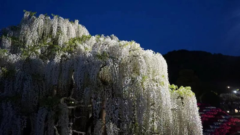 安了寺紫藤日系日本白色紫藤