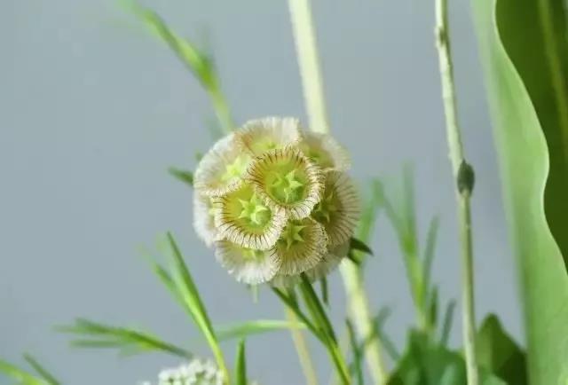 輪峰菊的形態(tài)特征、生長習(xí)性及種植方法