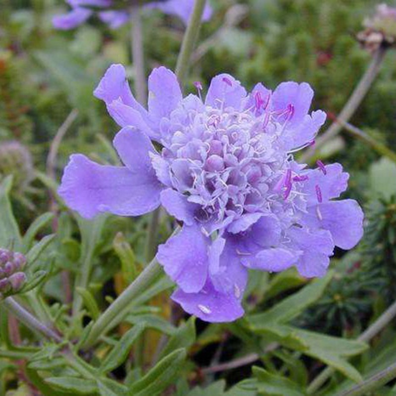 輪峰菊的形態(tài)特征、生長習(xí)性及種植方法