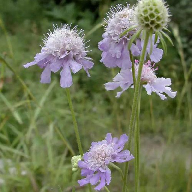 輪峰菊的形態(tài)特征、生長習(xí)性及種植方法