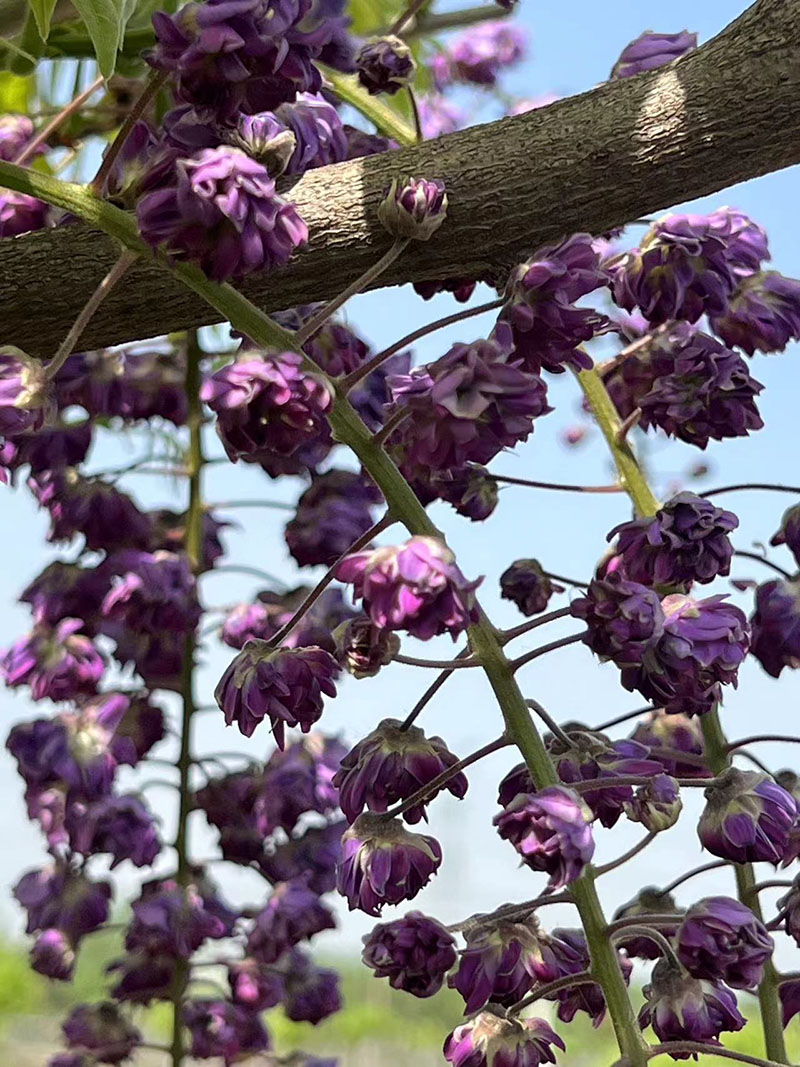 八重黑龍重瓣紫藤花紫藤樹(shù)