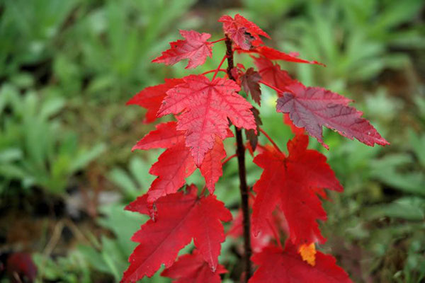 美國(guó)紅楓