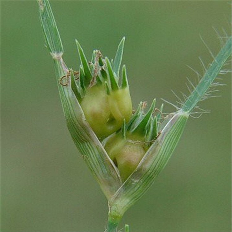 野牛草開(kāi)花