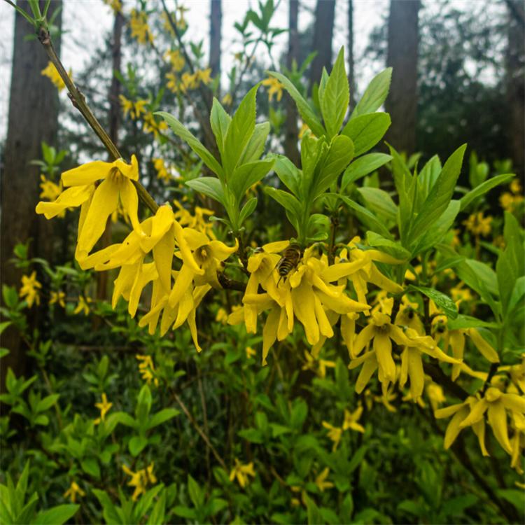 金鐘花春天開(kāi)花的樣子